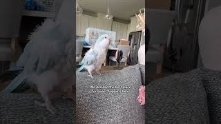 Auggie and I have big news parrot quakerparrot birds rescue animals pets [upl. by Myrvyn]