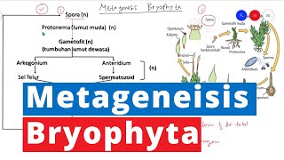 Metagenesis Bryophyta  Lumut  Kingdom Plantae Biologi Kelas 10 [upl. by Ajram]