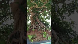 Bonsai Dáng huyền  Bonsai Ochna integerrima  SemiCascade quotHankengalquot 盆栽 [upl. by Nothgierc]