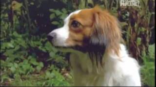 KOOIKERHONDJE  ABC CANINO  101 DOGS  ESPAÑOL [upl. by Pace]