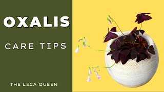 Oxalis  Beginner Care Guide amp Soil to Leca in ONE Week [upl. by Driscoll]