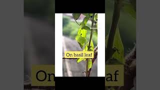 Inchworms on Basil 🌿 gardening pests shortsvideo organicgardening [upl. by Aneekal]