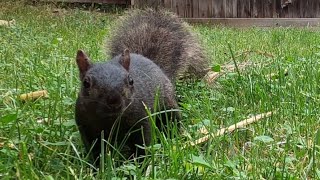 Bushytailed Squirrel Enjoys a Corn Snack [upl. by Teews]