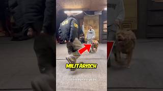 Militärhund zeigt was er kann 🤯 [upl. by Risteau]