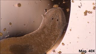 Planaria moving and feeding under the microscope [upl. by Atirahs]