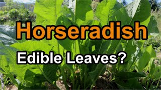 Gardening with Horseradish How Do I Plant Horseradish in the Garden [upl. by Averell]