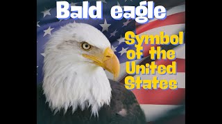 Bald eagle wildlife animals animallover eagles eagle eaglenews [upl. by Gniy862]