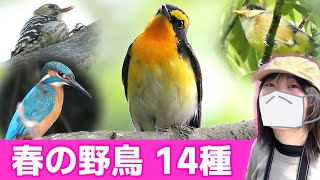 小鳥のさえずり♪春は鳥がいっぱい！【野鳥撮影vlog】 [upl. by Rosamund]