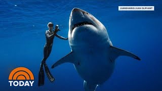 Hawaii Diver Swims With Record Breaking Largest Great White Shark  TODAY [upl. by Deenya]