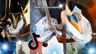 ASMR Horse Hoof Cleaning amp Changing ASMR Satisfying restoration ✨ Animal welfare [upl. by Atinihc]