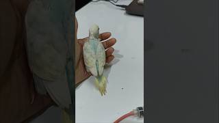 Baby Budgies handfeeding budiges birds budgiegar shorts shortvideo viralshort trending [upl. by Zanlog]