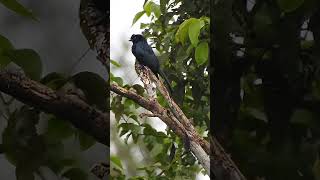 Greater RacketTailed Drongo [upl. by Ainomar]