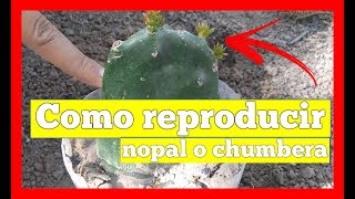 Como reproducir Nopales Chumbera Opuntia Indica [upl. by Immij257]