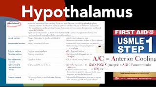 Hypothalamus all nucleus of hypothalamus amp their functions Kallmann syndrome in HindiUrdu [upl. by Acireh]