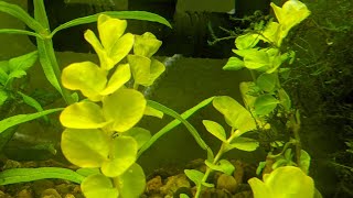 Creeping Jenny Lysimachia nummularia quotAureaquot in Aquarium The Other Moneywort [upl. by Lathrope151]