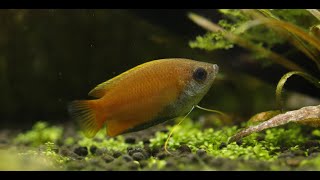 A Normal Life  Honey Gourami Alpha MaleTrichogaster chuna [upl. by Lourdes]