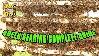 Raising Queen Bees  Queen Rearing  Grafting Queen Bees [upl. by Anelahs636]