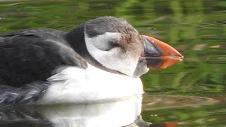 BIZAR Zeldzame vogel Papegaaiduiker in Dordrecht Atlantic Puffin [upl. by Feldman]