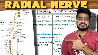 Radial Nerve Anatomy  Upper Limb Anatomy [upl. by Sinegold166]