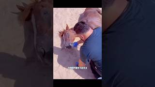 This horse fell in the desert and rescued him youtubeshorts coolvideo ytshorts sorts [upl. by Caiaphas]