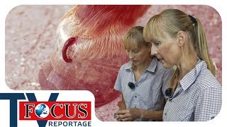 Blutegel Behandlung  Tierheilpraktiker im Einsatz  Focus TV Reportage [upl. by Dlared]