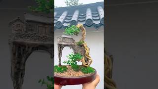 Beautiful Bonsai Works🌳🌲💥528shorts shortsvideo beautifulbonsai art khuebonsai🥰❤️ [upl. by Analeh]