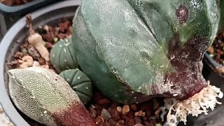 Sembrando cactus en Vivo  Sustrato para cactus 🔴📷 🌵 [upl. by Lacram71]