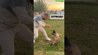 🔥 Special Dog Training dog germanshepherd dogtraining belgianmalinoisdog malinois [upl. by Towrey]