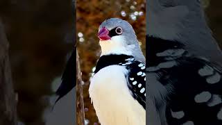 Diamond Firetail male Singing bird birds [upl. by Ethelbert]