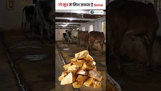 गौ मूत्र में Scientists को मिला सोना 🐄🪙shorts cowurine [upl. by Emelyne]