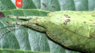 25 INCREDIBLE Camouflaged Animals [upl. by Hut157]