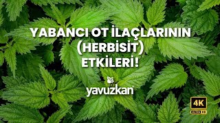 YABANCI OT İLAÇLARININ HERBİSİT ETKİLERİ [upl. by Euqnomod95]