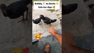 Bubbly 🐔 ka Bache 🐤 Sale kar diye 🥰 shorts minivlog hens aseel chicks pigeons rabbit pets [upl. by Esimehc306]