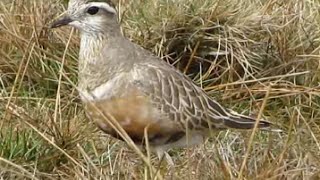 Eurasian Dotterel Charadrius morinellus calling [upl. by Rider537]