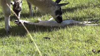 Nacimiento de un bebe Llama en Macchu Picchu [upl. by Ellehcram581]