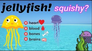 Jellyfish for Kids  Learn more about jellyfish for Kids [upl. by Onoitna]