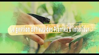 Arrosage des plantes dintérieur  conseils et astuces [upl. by Hirz383]