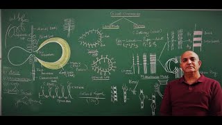 Polytene Chromosomes Genetics [upl. by Zysk711]