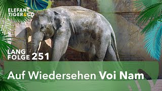 Elefant Voi Nam verlässt den Zoo Leipzig Langfolge 251  Elefant Tiger amp Co  ARD [upl. by Lesig]