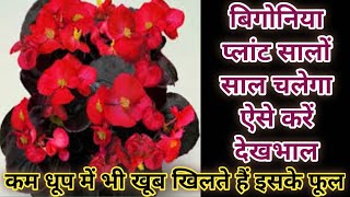 Begonia a shade loving flowering plant care Ornamental Plant Begonia care in Summer amp winter [upl. by Husha]