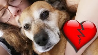 Mein Hund ist HERZKRANK  Trauriger REALTALK eines Hundebesitzers [upl. by Diann]