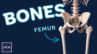 Location of major bones  OCR GCSE PE  Skeletal System 11 [upl. by Aligna]