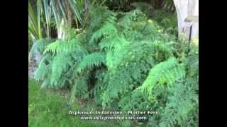 Asplenium bulbiferum  Mother Fern [upl. by Alliehs]