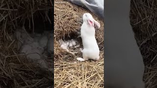 New Born Baby Rabbits animal pets rabbit bunny love [upl. by Sanferd]