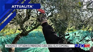 Castelfranco Piandiscò cittadini si prendono cura degli olivi comunali [upl. by Judye]