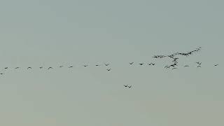 Canada Geese in flight [upl. by Onitram]