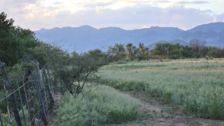 Water Tank in the Chiricahua Mountains in south east Arizona along the creek Lions Bears amp more [upl. by Carolynne722]