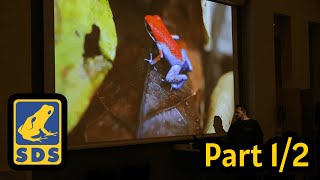 SDS │The Poison Frogs of Bocas del Toro Panama by Anthony Hans Part 12 [upl. by Paule]