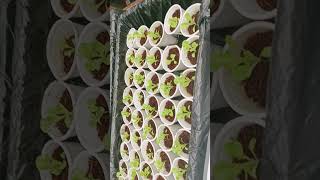 hydroponic lettuce [upl. by Irpac86]