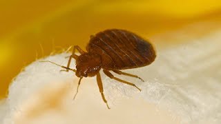 South suburban high school infested with bedbugs [upl. by Aisat775]